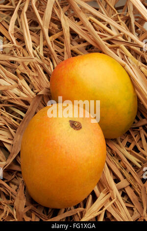 Fruits , paire de mangue Alphonso roi des fruits dans le foin sec. Banque D'Images