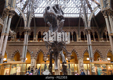 T. Rex / squelette de Tyrannosaurus rex exprimés dans la galerie principale de la Oxford University Museum d'Histoire Naturelle d'Oxford, au Royaume-Uni. Banque D'Images