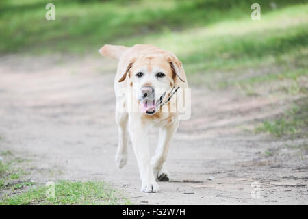 Labrador Retriever hilarant court sur la route. Banque D'Images