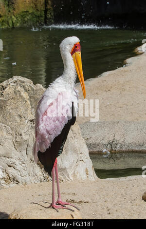 Bec jaune, Stork (Mycteria ibis), Afrique du Sud Banque D'Images