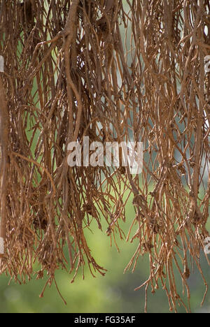 Des racines aériennes de Fig Tree banyan portant suspension de vatvriksh parambya Banque D'Images