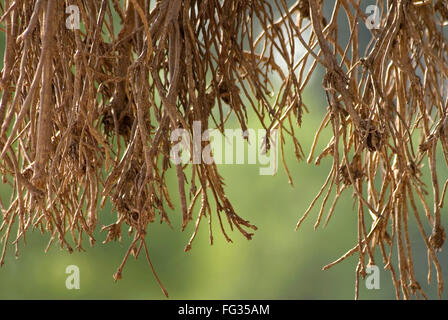 Des racines aériennes de Fig Tree banyan portant suspension de vatvriksh parambya Banque D'Images