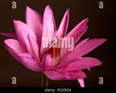 Fleur de Lotus rose sur fond noir Banque D'Images