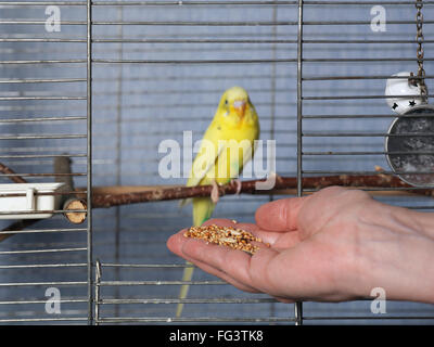 Nourrir un oiseau Banque D'Images