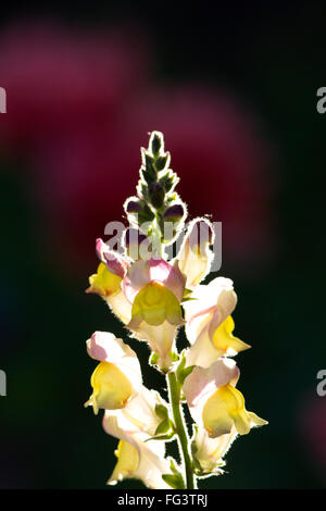 Fleurs Snapdragon à Boise, Idaho, USA. Banque D'Images