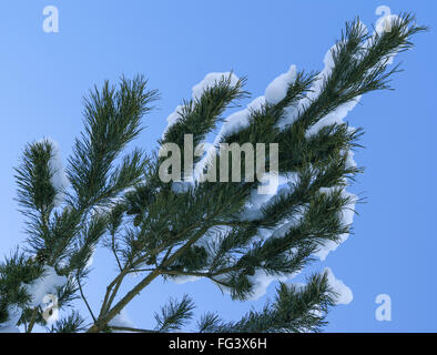 Des branches de pins couverts de neige en hiver Banque D'Images