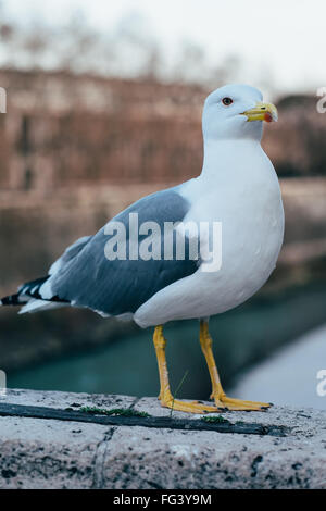 Une mouette se dresse sur l'ancien Ponte fabricio sur le Tibre à Rome, Italie Banque D'Images