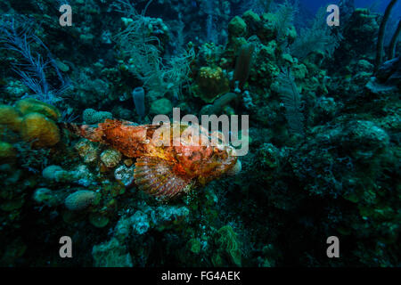 Rouge poisson Scorpion, Scorpaena plumieri, camouflée sur les récifs coralliens au large de la côte de Roatan en Caraïbes Banque D'Images