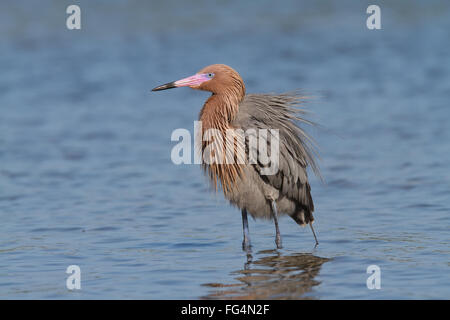 Aigrette rouge plumes de débourrage Banque D'Images