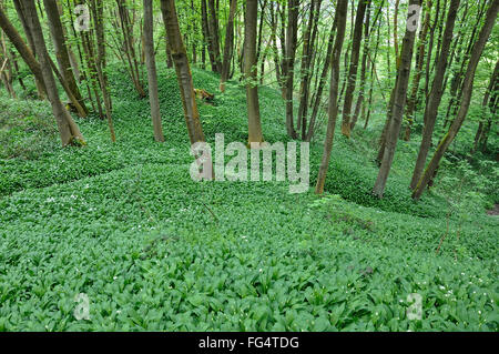Masse d'ail sauvage (Ramsons, Allium ursinum) dans une forêt anglaise au printemps. Banque D'Images