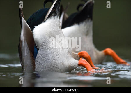Les canards colverts mâles adultes se nourrir le lit du lac en eau peu profonde Banque D'Images