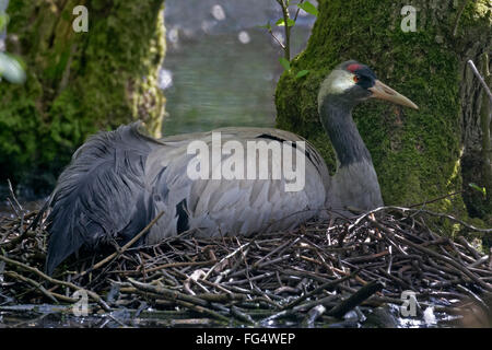 Grue cendrée (Grus grus),, de l'incubation, Mecklembourg-Poméranie-Occidentale, Allemagne, Europe Banque D'Images