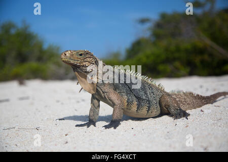 Iguana cubain sur la plage à Jardines de la Reina Réserve Marine, Cuba Banque D'Images