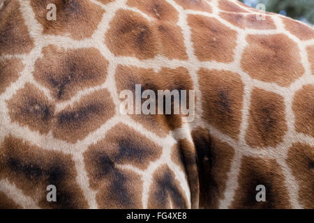 Giraffe réticulée (Giraffa camelopardalis reticulata). Close-up de la peau. L'épaule avant gauche, montrant motif géométrique de l'ir Banque D'Images