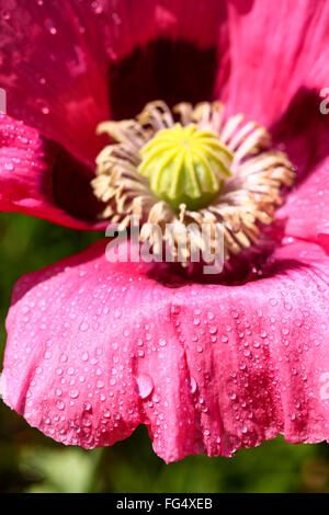 Fleur de pavot rose tête avec gouttes de pluie sur les pétales Banque D'Images