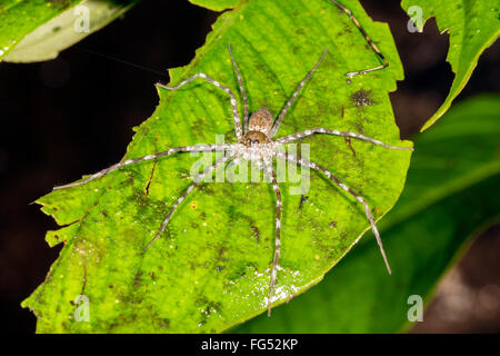 L'errance de la famille Ctenidae lon une feuille dans la forêt tropicale, province de Pastaza, Equateur Banque D'Images