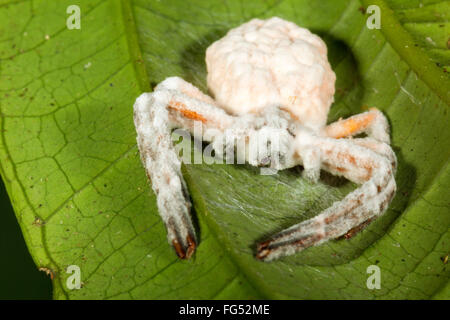 Champignon Cordyceps (Torrubiella sp.) infectant une araignée dans le sous-étage de la forêt tropicale, Pastaza province, l'Équateur Banque D'Images