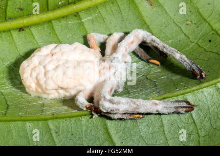 Champignon Cordyceps (Torrubiella sp.) infectant une araignée dans le sous-étage de la forêt tropicale, Pastaza province, l'Équateur Banque D'Images