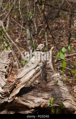 Iguane à collier (Oplurus cuvieri). Madagascar. Pèlerin Sun pendant la durée de l'ouverture à travers la forêt sèche marbre couvert des arbres. Banque D'Images