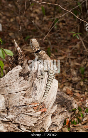 Iguane à collier (Oplurus cuvieri). Madagascar. Pèlerin Sun pendant la durée de l'ouverture à travers la forêt sèche marbre couvert des arbres. Banque D'Images