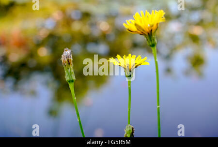(Scorzoneroides Hawkbit automne autumnalis) Banque D'Images