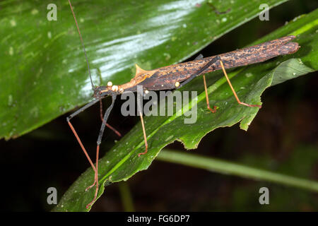 Phasme (Pseudophasma bispinosa) avec plusieurs ectoparasites de diptères ci-joint, leur abdomen gorgé de sang Banque D'Images