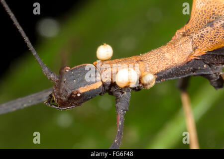 Phasme (Pseudophasma bispinosa) avec trois joints, ectoparasites de diptères leur abdomen gorgé de sang Banque D'Images