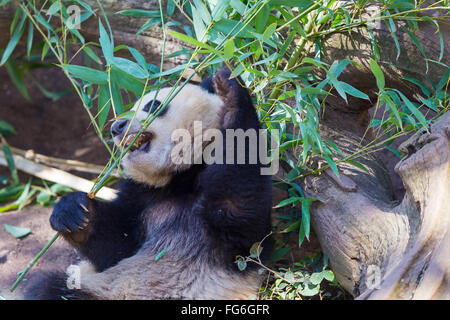 Panda au Zoo de San Diego en Californie. Banque D'Images