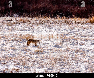 Le Coyote avec les proies, un campagnol, dans la neige Banque D'Images