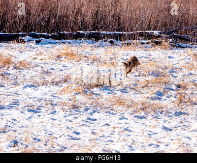 Pouncing Coyote sur dans un champ de neige Banque D'Images