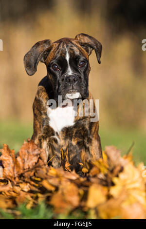 Chiot Boxer assis dans les feuilles d'automne Banque D'Images