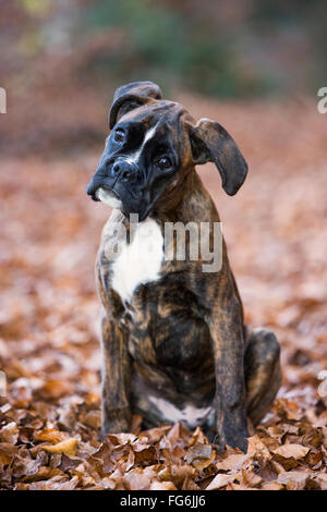 Chiot Boxer assis dans les feuilles d'automne Banque D'Images