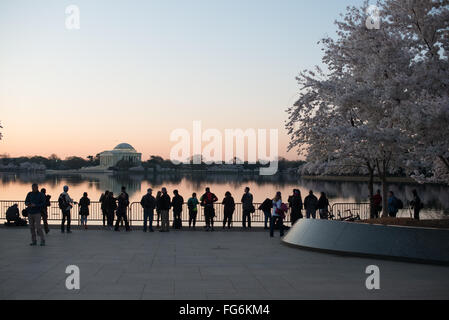 WASHINGTON DC, États-Unis — photographes et autres visiteurs s’alignent le long du front de mer avant l’aube pour regarder le lever du soleil sur le bassin des marées Washington DC, pendant la floraison des célèbres cerisiers en fleurs (à droite), avec le Jefferson Memorial au loin. Banque D'Images