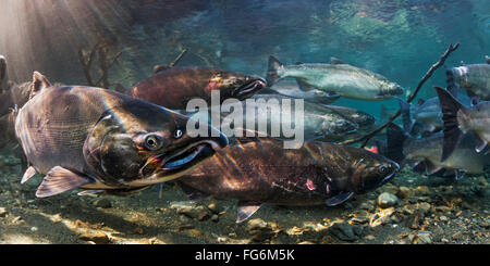 Lumineux de l'océan le saumon coho (Oncorhynchus kisutch) sur leur migration de reproduction dans une vue sous-marine dans un flux d'Alaska au cours de l'automne. Banque D'Images