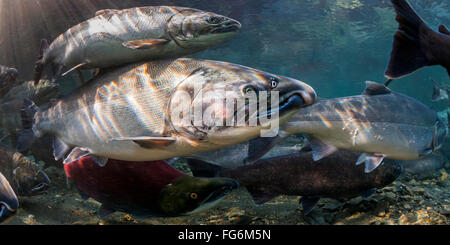 Lumineux de l'océan le saumon coho (Oncorhynchus kisutch) sur leur migration de reproduction. Vue sous-marine dans un flux d'Alaska au cours de l'automne. Banque D'Images