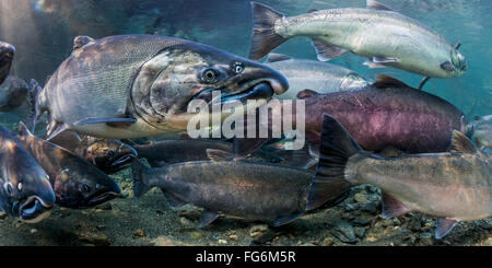 Lumineux de l'océan le saumon coho (Oncorhynchus kisutch) sur leur migration de reproduction dans une vue sous-marine dans un flux d'Alaska au cours de l'automne. Banque D'Images