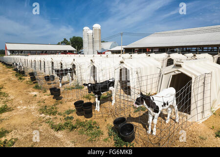 Veaux Holstein et stylos sur ferme laitière ; Grantsburg, Wisconsin, United States of America Banque D'Images