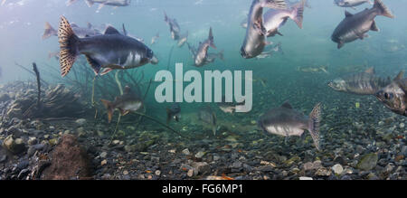 Rose et le saumon kéta (Oncorhynchus gorbuscha, Oncorhynchus keta) migration de reproduction d'été dans un affluent du Prince William, en Alaska. Banque D'Images