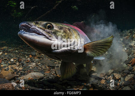 Les saumons rouges (Oncorhynchus nerka) soulevant un nuage de sédiments en creusant son nid dans un flux d'Alaska au cours de l'été. Banque D'Images