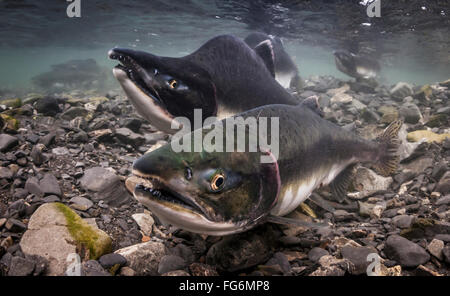 Le saumon rose (Oncorhynchus gorbuscha) Paire de frai dans une zone intertidale ruisseau tributaire du Prince William Sound, Southcentral Alaska Banque D'Images