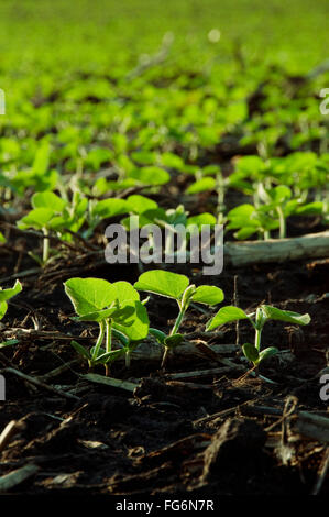 Agriculture - Domaine des semis de soja par rétro-éclairage / tôt le matin près de Truman, Minnesota, USA. Banque D'Images