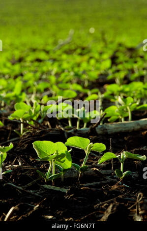 Agriculture - Domaine des semis de soja par rétro-éclairage / tôt le matin près de Truman, Minnesota, USA. Banque D'Images