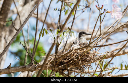 Un site de nidification des oiseaux endémiques à Cuba se trouve dans un nid dans les branches d'arbre avec des petits oiseaux de bébé en attente d'aliments pour animaux ; Varadero, Cuba Banque D'Images