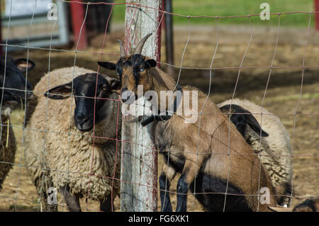 Les chèvres dans un enclos sur une ferme près de plate, Oregon Banque D'Images