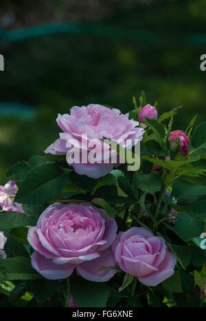 Rose, Rosa , Baronne Edmond de Rothschild Banque D'Images