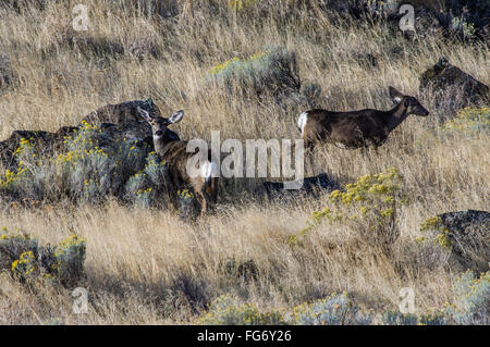 Troupeau de cerfs-mulets Blacktail ou dans le pinceau Banque D'Images