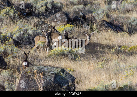 Troupeau de cerfs-mulets Blacktail ou dans le pinceau Banque D'Images