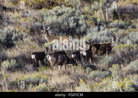 Troupeau de cerfs-mulets Blacktail ou dans le pinceau Banque D'Images