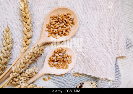 Le grain de blé dans les cuillères en bois Banque D'Images