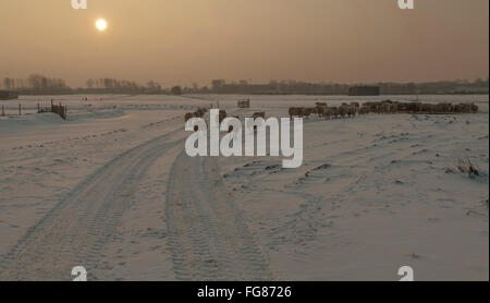 Un troupeau de moutons dans un paysage hivernal enneigé au coucher du soleil, Katwijk aan den Rijn, Hollande méridionale, Pays-Bas. Banque D'Images